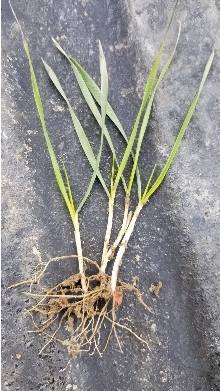 Wheat at Feekes 2